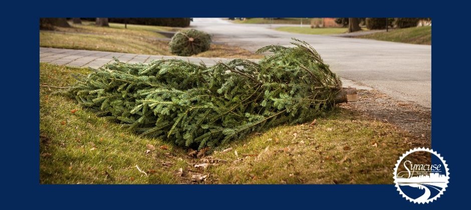 Get your Christmas Trees to the curb!